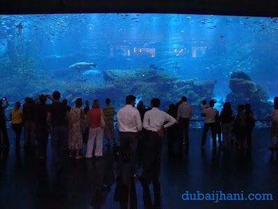 dubai mall aquarium shark. Dubai+mall+aquarium+photos