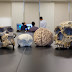 Brain size of human ancestors evolved gradually over 3 million years