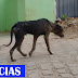 Cães Doentes Circulam Pelas Ruas  de Amaniutuba e preocupa população