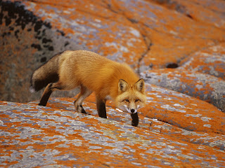 Red Foxes Wallpapers