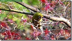 20141130_065746_1395_Kyoto