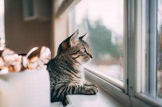 Un gato es una mascota de compañía cariñosa e independiente. Los gatos son expertos en brindar amor y compañía a la par que disfrutan de su independencia. No requieren tanta atención constante, lo que los convierte en una excelente opción para personas con un estilo de vida ocupado.    #mascota #mascotas #gatos #gato #gatito #gatitos #mvz #veterinaria #veterinario #jeringadeschable #jeringadescartable #saludanimal #saliddetugato #consultaveterinaria #comidadegato #clinicaveterinaria #hospitalveterinario #vacunaciondegatos #esterilizaciondegatos #medicaciondegatos #dietadegatos #juguetesdegatos #accesoriosdegatos #miprimergato #pablocasas #lineaveterinaria #cuidadosparatugato #perrosygatos #cat #cats