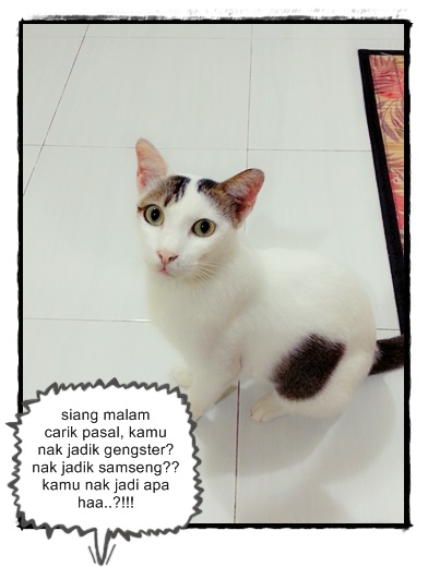 Ubat Kutu Untuk Anak Kucing - Berubat h