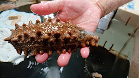 北海道 おたる水族館