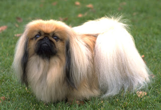 Pekingese Dog Pictures