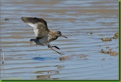 Slimbridge WWT - June