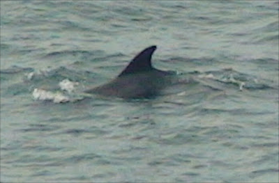 Bottlenose Dolphin (Tursiops truncatus)