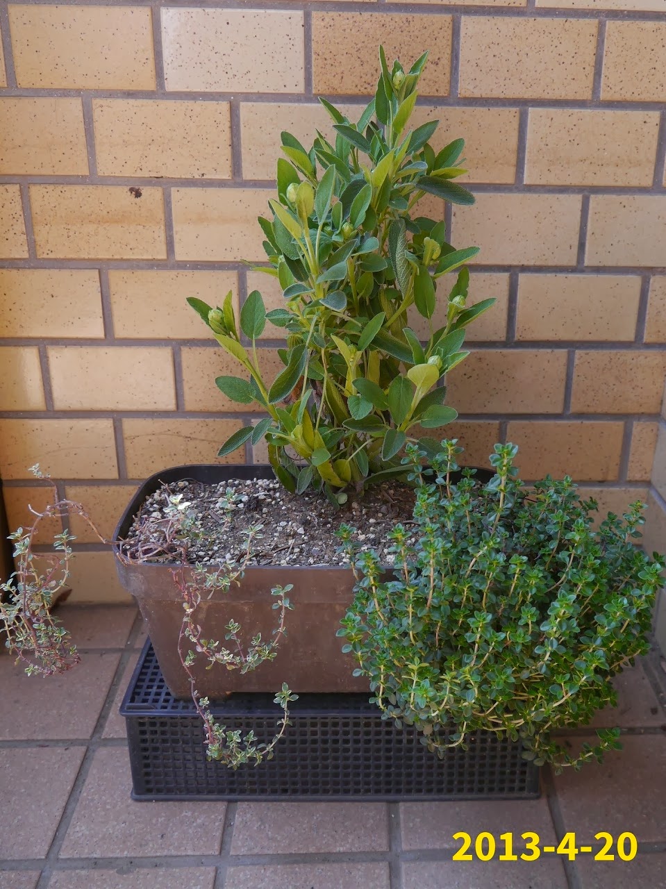 ハーブ ポプリ 秋植えハーブ ハーブ ポプリ 秋植えハーブ