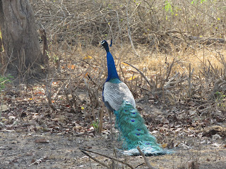 bandipur night safari