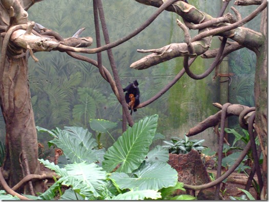 Zoo 156