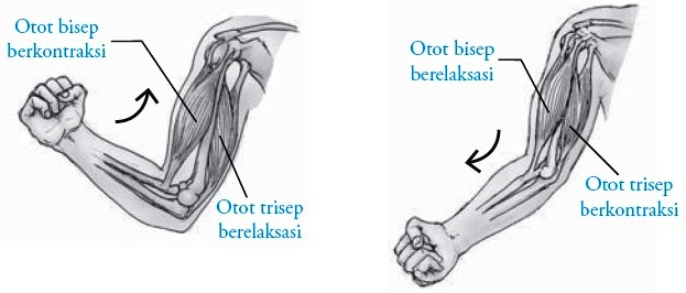 Sifat Gerak  Otot Manusia info tentang ibu hamil