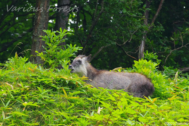 Japanese Serow in Kusatsu