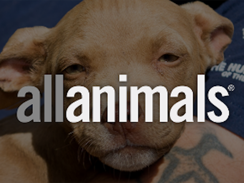 All Animals Roku Channel HSUS