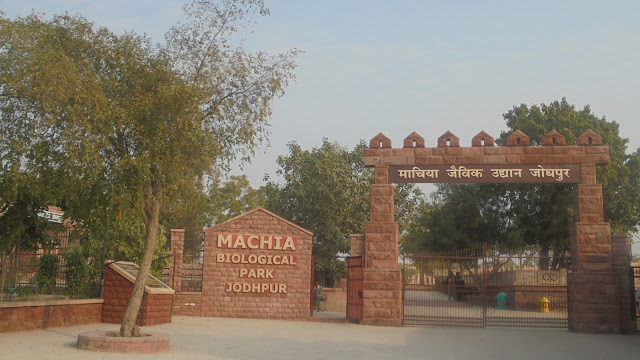 Machiya-Safari-Park-in-Jodhpur-Tour