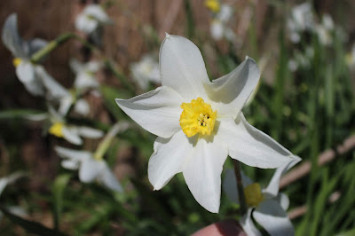 Witte Narcis - Wite Titelroas - Narcissus poeticus