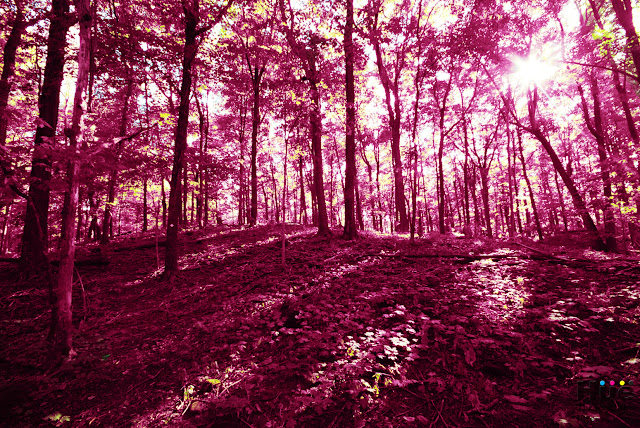 Forest recolored