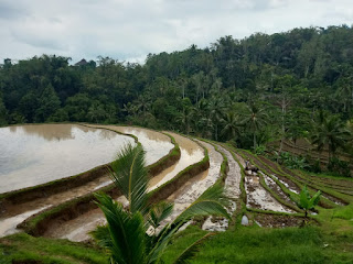 Inilah Foto Pemandangan Sawah Di Bali   