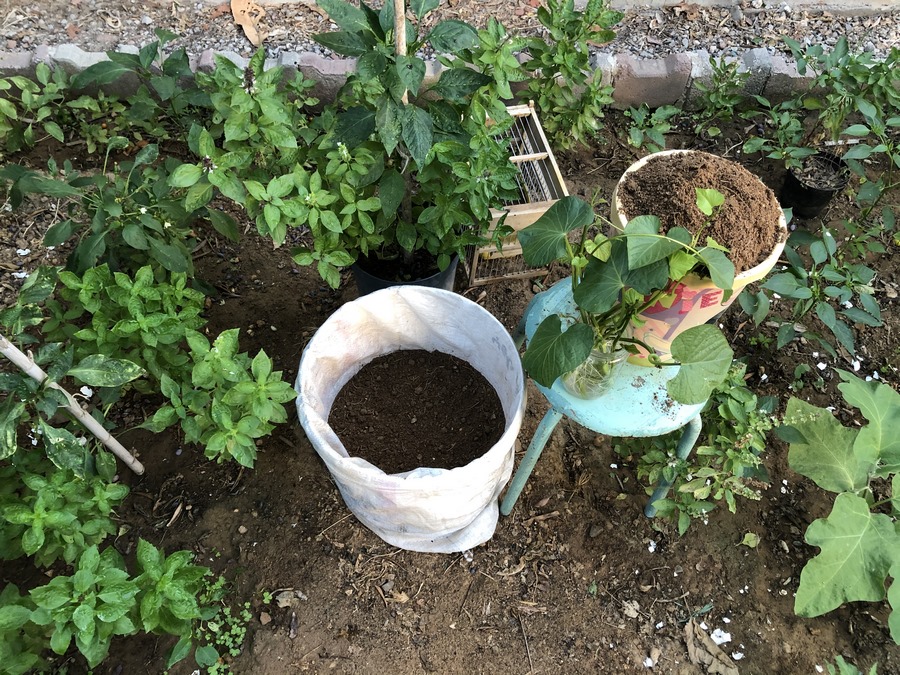 Dive into the world of planting rooted sweet potato vine cuttings in containers with our thrilling guide. 🚀 Discover how to establish and grow your preferred variety with ease, mastering the art of handling and transplanting sweet potato plants