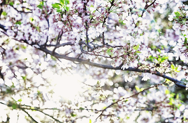 cherry blossoms at the Potomac Tidal Basin in Washington DC