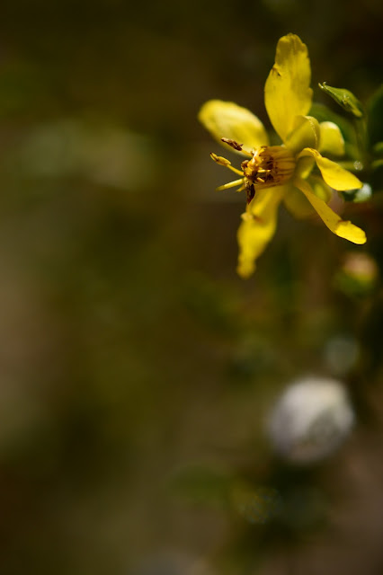 larrea tridentata, flower, bloom, creosote, small sunny garden, amy myers, sonoran desert