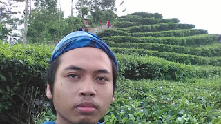 Kebun Teh Samigaluh