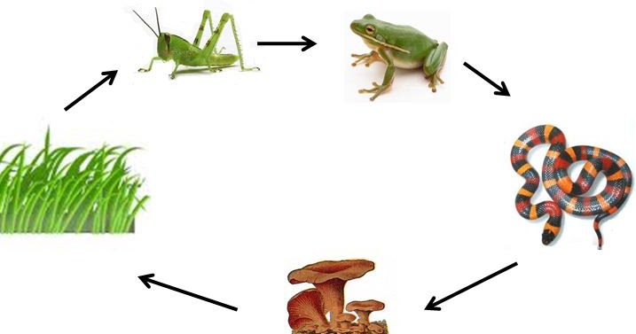 Pengertian dan Contoh Rantai Makanan dan Jaring-jaring 