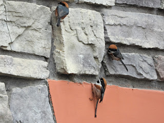 Black-throated Tits Hunting Spiders