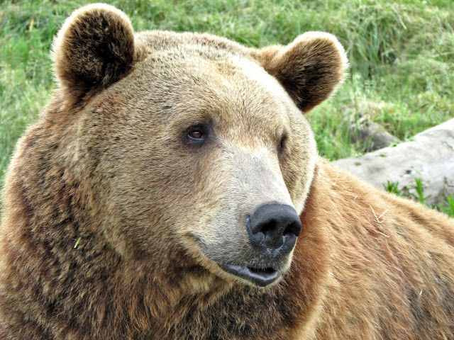 Unbelievable Animal Facts Interesting Facts Fun Facts About Animal