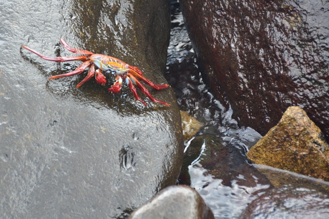 Sally Lightfoot crab Galapagos