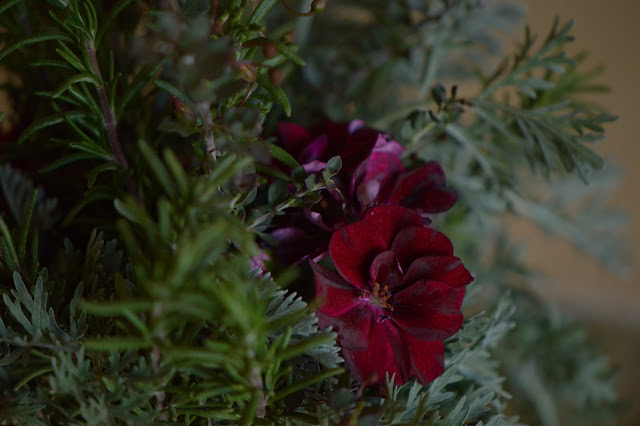 pelargonium, geranium, small sunny garden, desert garden, monday vase meme, amy myers, photography