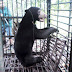 Beruang Matahari ditangkap di Jeli