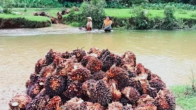 Harga Kelapa Sawit Riau Naik Lagi Luur! Jadi Rp2.697 per Kg