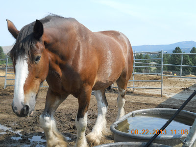 Bay sabino Clydesdale draft horse