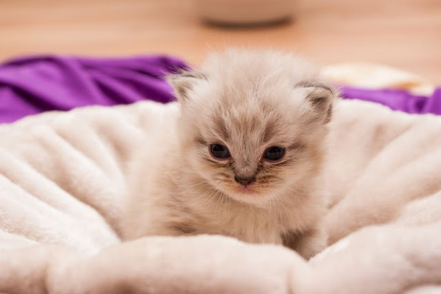 albon for coccidia in kittens