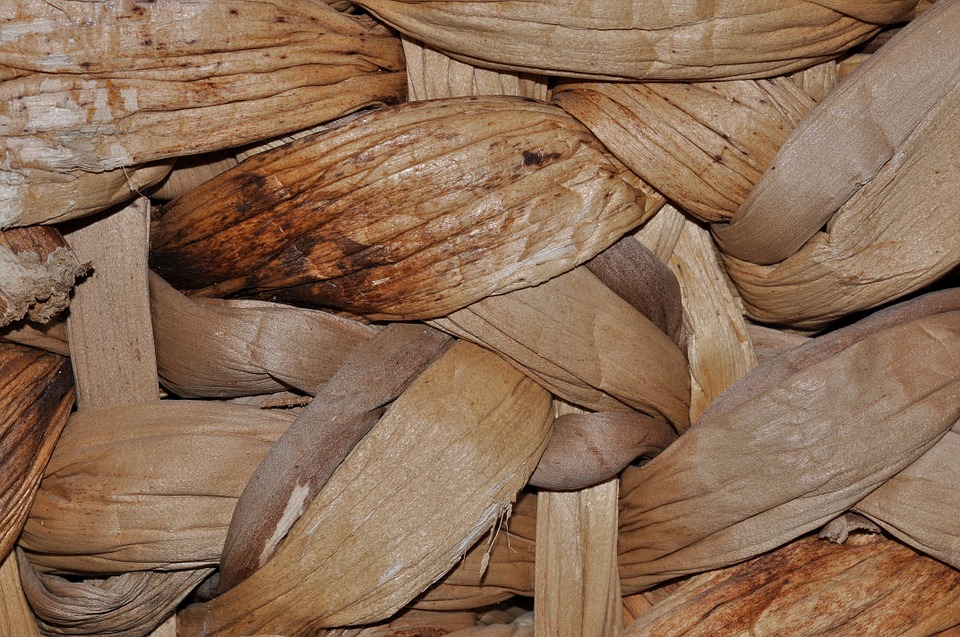 Rotan Pengertian Jenis Budidaya Sifat dan Pemanenan 