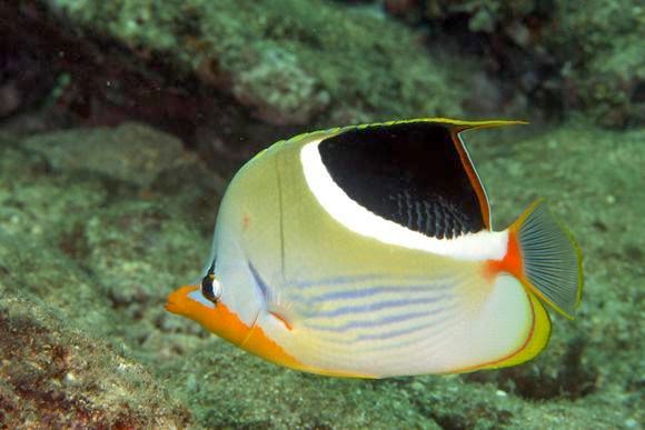 Saddleback Butterfly Fish