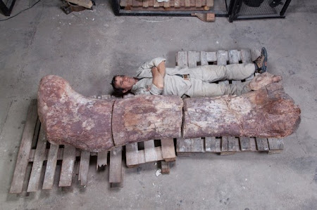 “World’s Biggest Dinosaur” Discovered