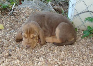 Liver And Tan Bloodhound Puppies