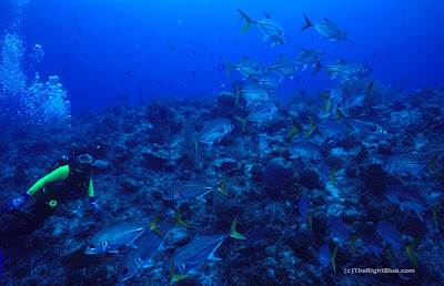 Horse-eye Jacks (Caranx latus)