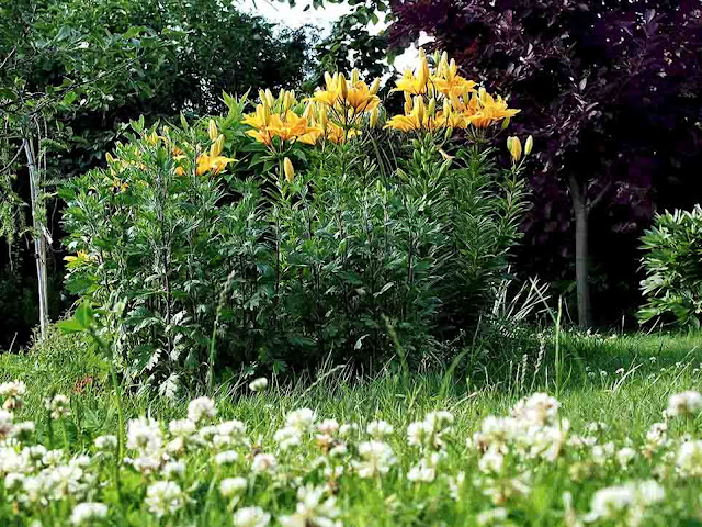 Lily Lilium garden сад tree дерево plant цветок flower растение grow выращивание vegetable огород многолетние fruit seeds grass семена berry growing landscaping трава planting gardening perennial посадка cultivation shrub фрукт ягода куст озеленение многолетник овощеводство cадоводство