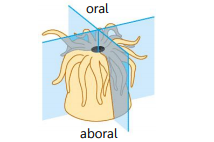 Animalia Instan Blogging