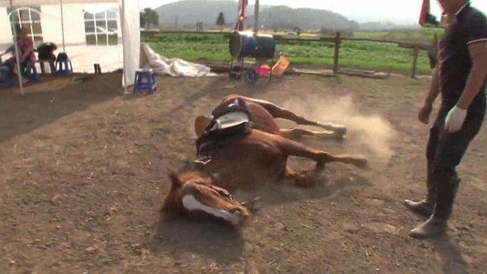 Overdramatic Horse Plays The Dead When People Try To Ride Him