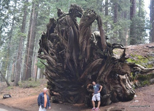 Roots of a fallen tree