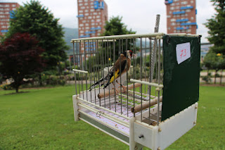 Decenas de aficionados participan en el Concurso de Pájaros Cantores en el jardín botánico