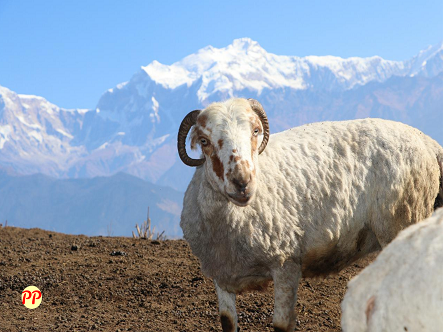 Harga Domba Qurban dan Jenisnya (Garut, Donggala, Merino, dll) per Ekor