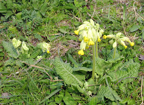 Cowslips in Cudham Valley