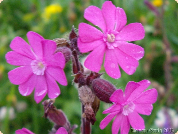 Blomst i Østrig