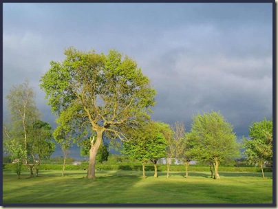 Trees in the evening sunshine