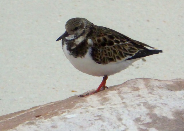 P1100690