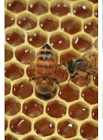 Bee Honey Pic 